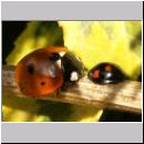 Exochomus quadripustulatus - Vierfleckiger Kugelmarienkaefer 07.jpg